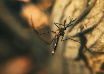 This image has an empty alt attribute