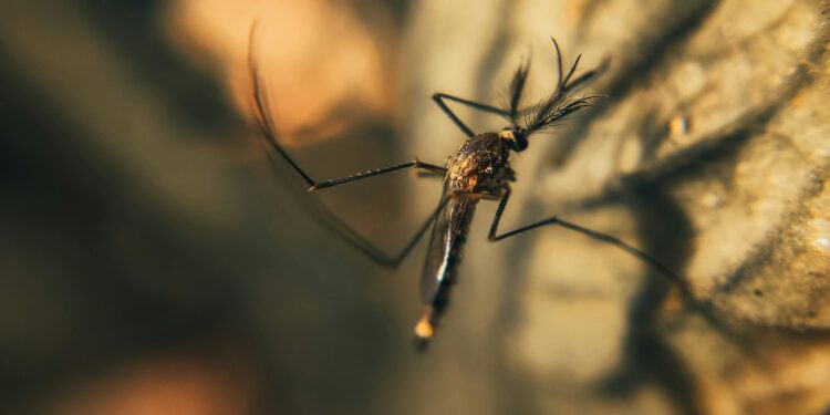 This image has an empty alt attribute