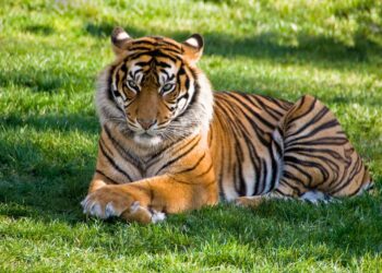 ಎನ್ನುತಾ ಹುಲಿ ಹಾರಿ ನೆಗೆದು ತನ್ನ ಪ್ರಾಣವ ಬಿಟ್ಟಿತು